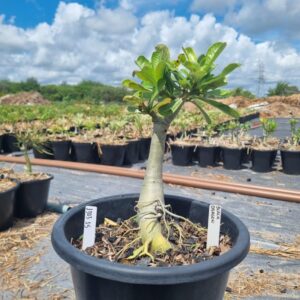 1303 15 Baobá Baby Black Dragon