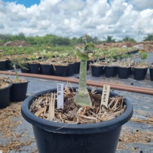 1303 36 Baobá Baby Gold Buquê