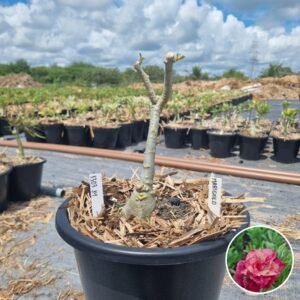 1303 34 Baobá Baby Marigold