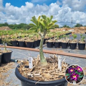 1303 18 Baobá Baby Céu Estrelado