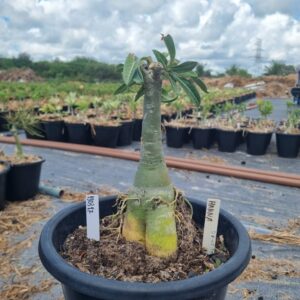 1303 17 Baobá Baby Hanna