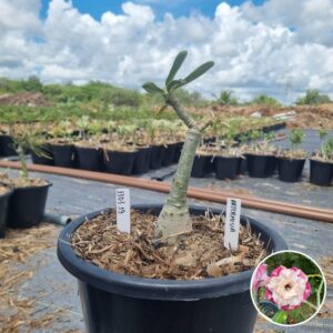 1303 19 Baobá Baby Artemisia