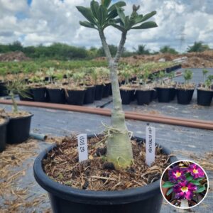 1303 20 Baobá Baby Céu Estrelado