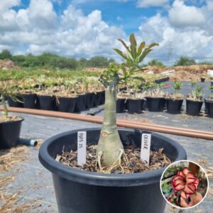 1303 23 Baobá Baby Olive