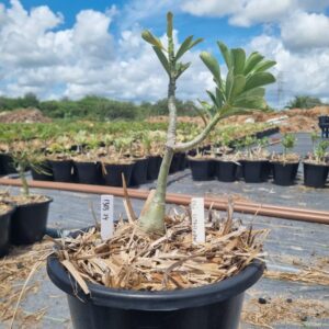 1303 24 Baobá Baby Ceu Estrelado