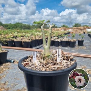 1303 26 Baobá Baby Luminatang