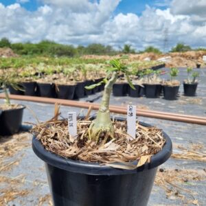 1303 28 Baobá Baby Cn 99