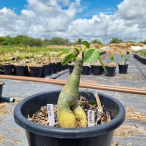 1303 29 Baobá Baby Buquê