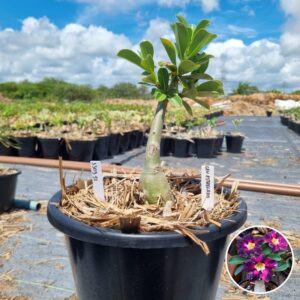 1303 32 Baobá Baby Céu Estrelado