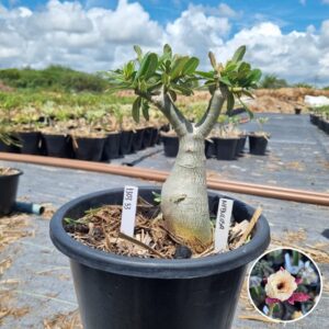 1303 33 Baobá Baby Nebulosa