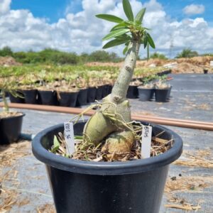 1303 36 Baobá Baby Bt05