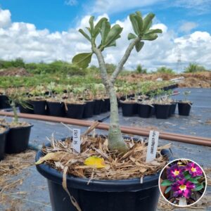 1303 35 Baobá Baby Céu Estrelado