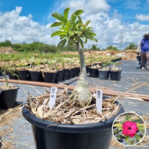 1303 38 Baobá Baby Apple