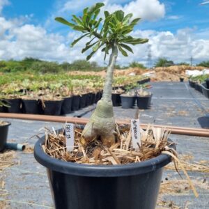 1303 39 Baobá Baby Buttercup