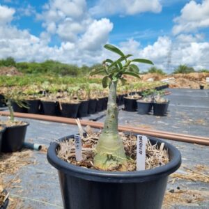 1303 41 Baobá Baby Diferente