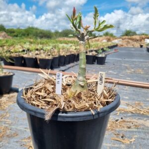 1303 42 Baobá Baby Liberty