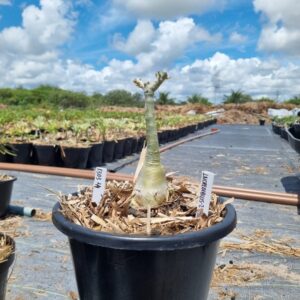 1303 44 Baobá Baby Incredibles