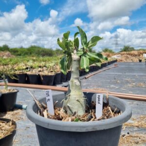 1303 46 Baobá Baby Mana rosa