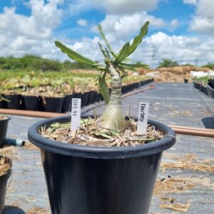 1303 45 Baobá Baby Fantastic