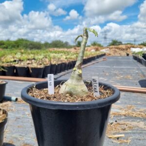 1303 47 Baobá Baby Helena