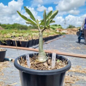 1303 48 Baobá Baby Atlas