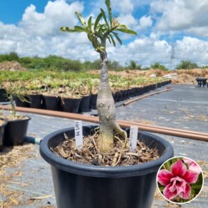 1303 49 Baobá Baby Stella