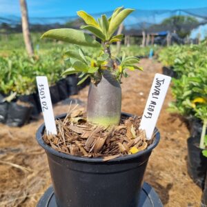 1303 02 Arabicum Javali Red f3