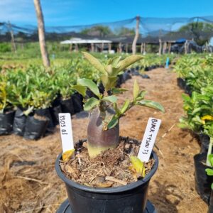 1303 01 Arabicum Black tyson F3