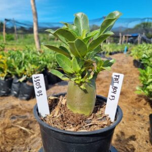 1303 03 Arabicum Fat boy F3