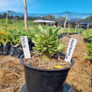 1303 05 Arabicum Red Megatron f3