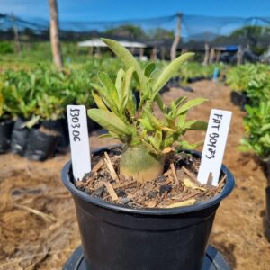 1303 06 Arabicum Fat boy F3