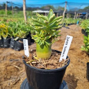 1303 04 Arabicum Jupiter Tigrada F3