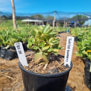 1303 08 Arabicum Jupiter Tigrada F3