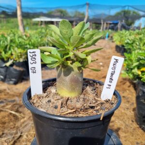 1303 07 Arabicum Minotauro f3