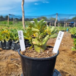 1303 40 Arabicum Zeus F3