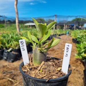 1303 09 Arabicum T Rex F3