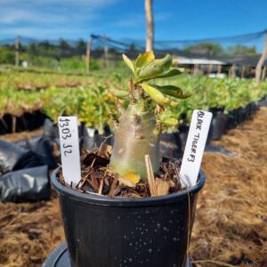 1303 12 Arabicum Black Tiger F3