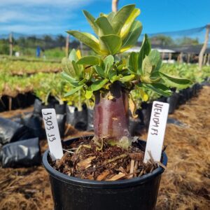 1303 13 Arabicum Venom F3