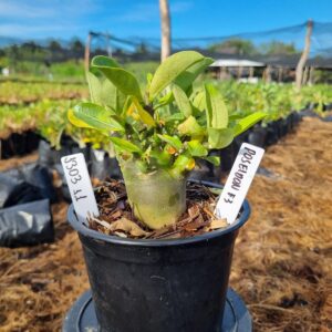 1303 44 Arabicum Red Poseidon f3