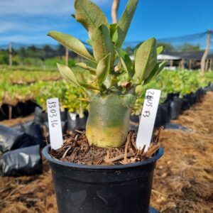 1303 16 Arabicum Zeus f3