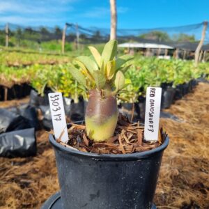 1303 79 Arabicum Red Dinosaur F3