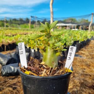 1303 19 Arabicum Fat boy F3