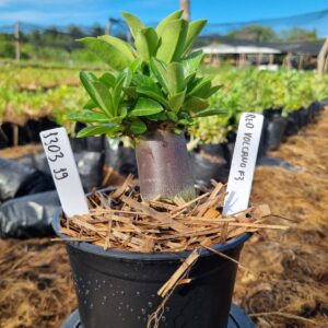 1303 19 Arabicum Volcano Red f3