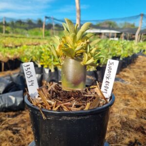 1303 14 Arabicum Jurassic F3