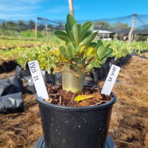 1303 21 Arabicum Zeus f3