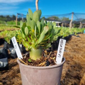 1303 24 Arabicum Megatron F3