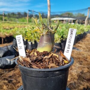 1303 25 Arabicum Darckseid Red f3