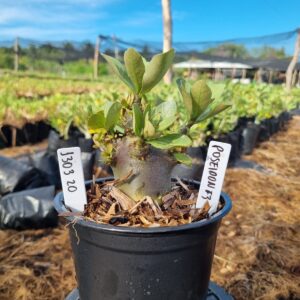 1303 20 Arabicum Poseidon F3