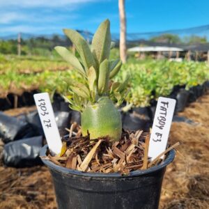 1303 24 Arabicum Fat boy F3