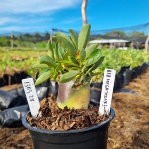 1303 28 Arabicum Red Megatron f3